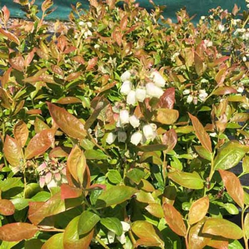 5 Plant Blueberry Bush Mix All Seasons Collection BMIX3 | ScotPlants Direct